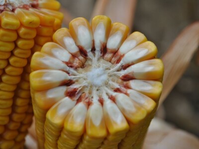 RWA hibrid kukuruza LG 30.500