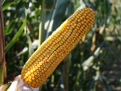 RWA hibrid kukuruza PERSIC