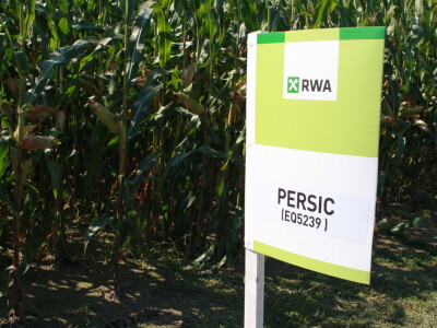 RWA hibrid kukuruza PERSIC