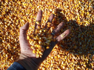 RWA hibrid kukuruza PERSIC