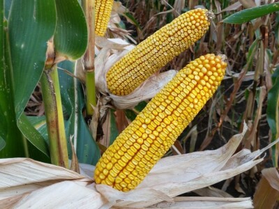 RWA hibridi - pokus Kutjevo d.d. 2018.