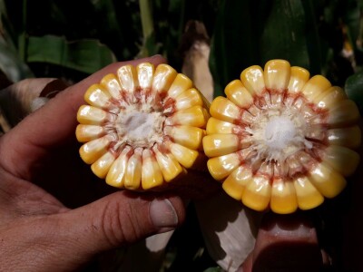 RWA hibridi - pokus Kutjevo d.d. 2018.