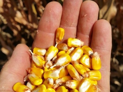 RWA hibridi - pokus Kutjevo d.d. 2018.