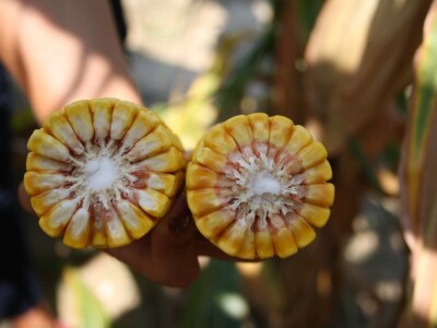 RWA hibridi - pokus Kutjevo d.d. 2018.