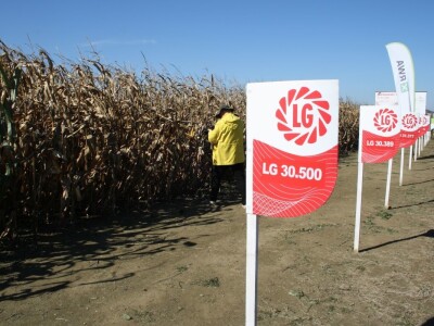 RWA hibridi - pokus Kutjevo d.d. 2018.