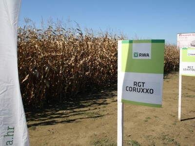 RWA hibridi - pokus Kutjevo d.d. 2018.