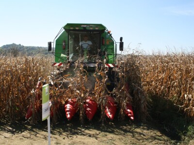 RWA hibridi - pokus Kutjevo d.d. 2018.