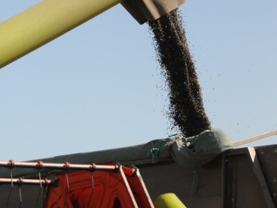 RWA Hrvatska - LG 50.479 SX hibrid suncokreta