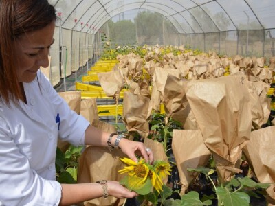 RWA Hrvatska - LG 50.479 SX hibrid suncokreta