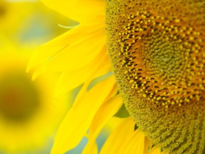 RWA Hrvatska - LG 50.479 SX hibrid suncokreta