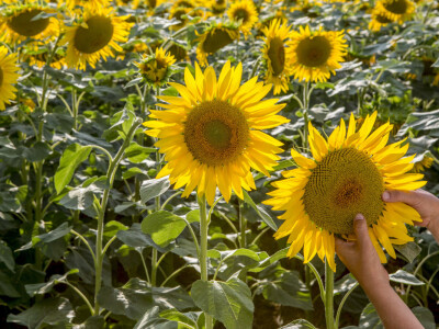 RWA Hrvatska - LG 50.479 SX hibrid suncokreta