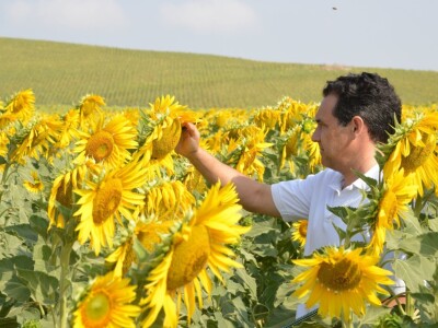 RWA Hrvatska - LG 50.479 SX hibrid suncokreta