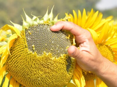 RWA Hrvatska - LG 50.479 SX hibrid suncokreta