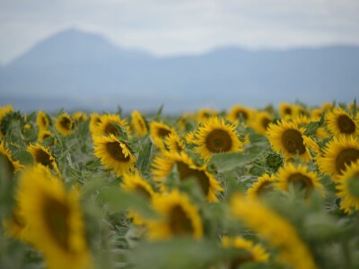 RWA Hrvatska - LG 50.479 SX hibrid suncokreta