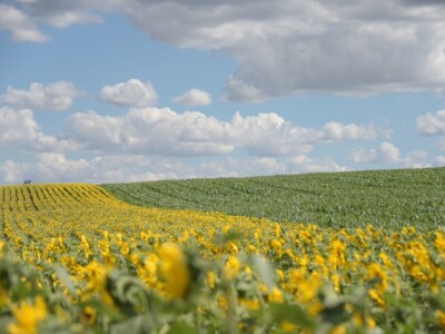 RWA Hrvatska - LG 50.479 SX hibrid suncokreta