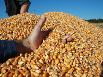 RWA Inclusiv Skoro kod OPG Miklin Davora RWA Inclusiv Skoro kod OPG Miklin Davora