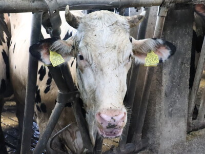 RWA Markešić, Hudovljani