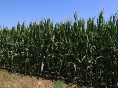 RWA Markešić, Hudovljani