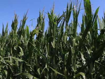 RWA Markešić, Hudovljani