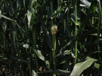 RWA Markešić, Hudovljani