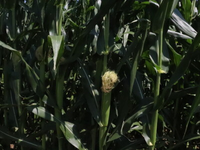 RWA Markešić, Hudovljani