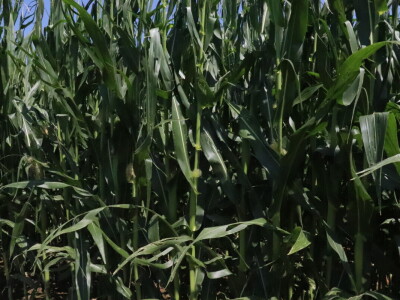 RWA Markešić, Hudovljani