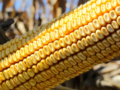 RWA pokusi kod ratara Josipa Zajeca RWA pokusi kod ratara Josipa Zajeca