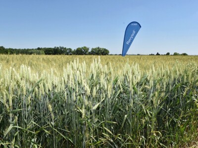 RWA pšenica Gudovac