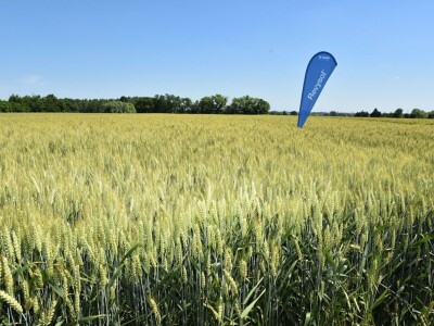 RWA pšenica Gudovac