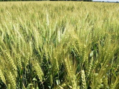 RWA pšenica Gudovac