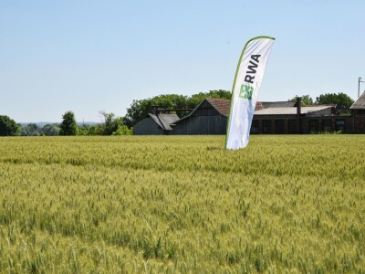 RWA pšenica Gudovac