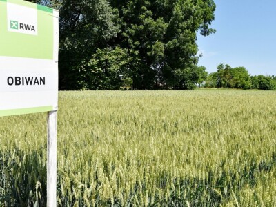 RWA pšenica Gudovac