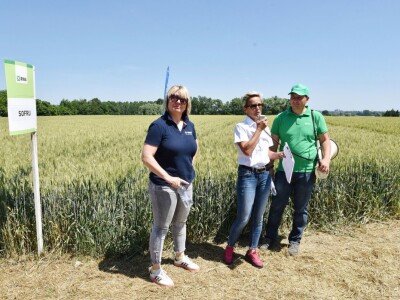 RWA pšenica Gudovac