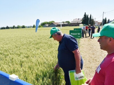 RWA pšenica Gudovac