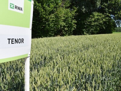 RWA pšenica Gudovac