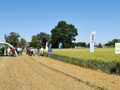 RWA pšenica Gudovac