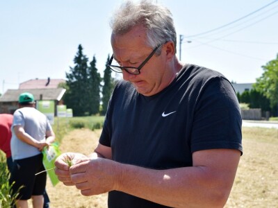 RWA pšenica Gudovac