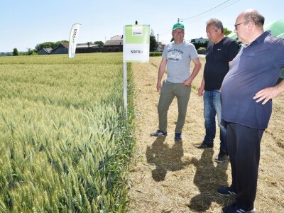 RWA pšenica Gudovac