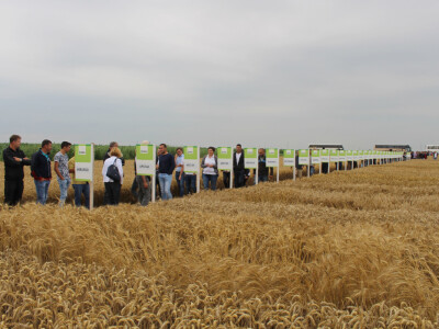 RWA Solindo pobjednik u pokusu kombinata Belje d.d. - prinos 9.910 kg po hektaru RWA Solindo pobjednik u pokusu kombinata Belje d.d. - prinos 9.910 kg po hektaru