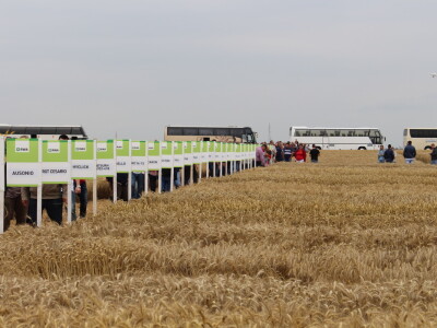 RWA Solindo pobjednik u pokusu kombinata Belje d.d. - prinos 9.910 kg po hektaru RWA Solindo pobjednik u pokusu kombinata Belje d.d. - prinos 9.910 kg po hektaru