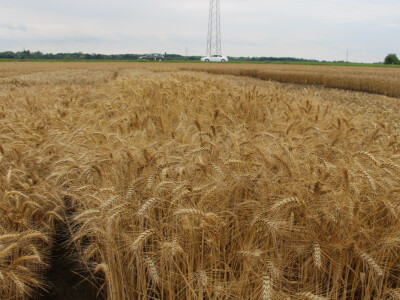 RWA Solindo pobjednik u pokusu kombinata Belje d.d. - prinos 9.910 kg po hektaru RWA Solindo pobjednik u pokusu kombinata Belje d.d. - prinos 9.910 kg po hektaru