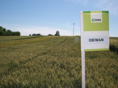 RWA sorte ozime pšenice