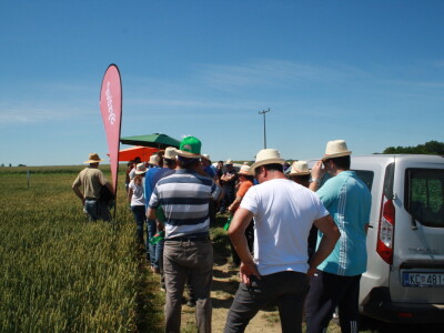 RWA sorte ozime pšenice