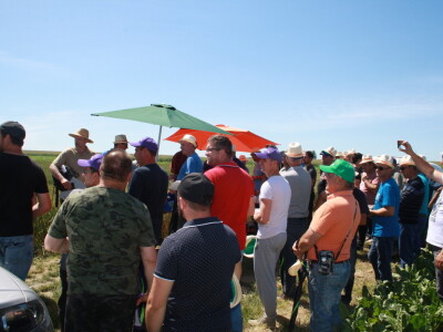 RWA sorte ozime pšenice