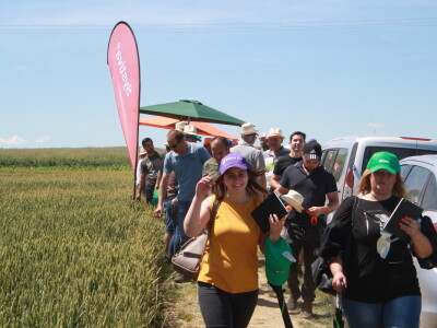 RWA sorte ozime pšenice