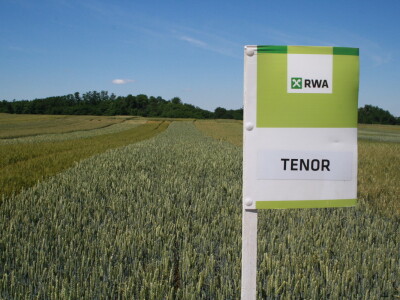 RWA sorte ozime pšenice