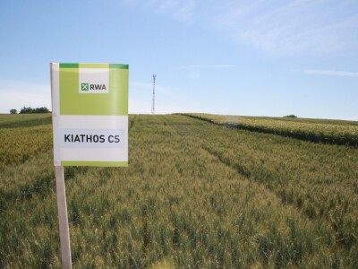 RWA sorte ozime pšenice