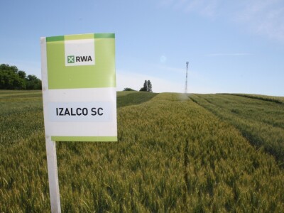 RWA sorte ozime pšenice