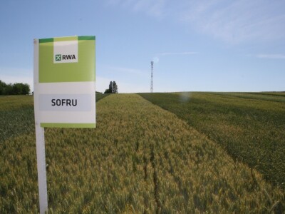 RWA sorte ozime pšenice