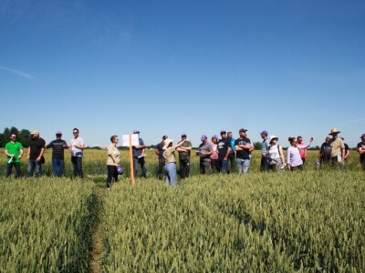 RWA sorte ozime pšenice